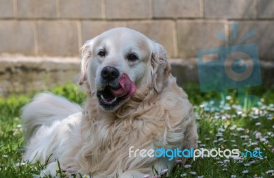 Man's Best Friend! Stock Photo