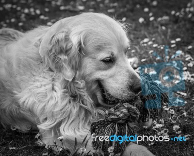 Man's Best Friend! Stock Photo