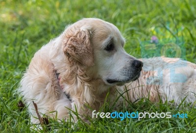 Man's Best Friend! Stock Photo