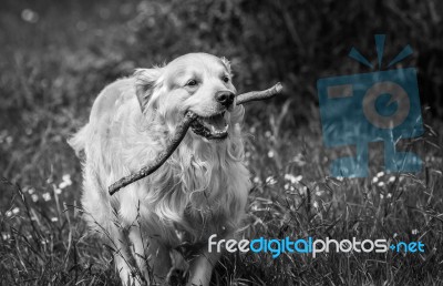 Man's Best Friend! Stock Photo