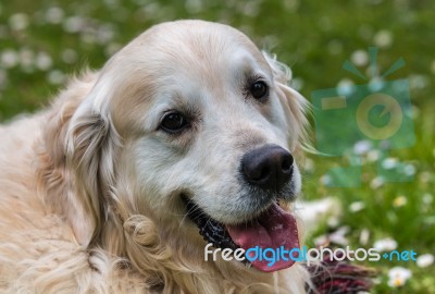 Man's Best Friend! Stock Photo