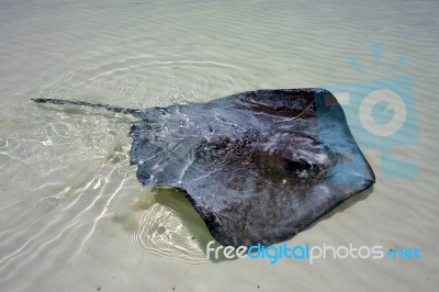 Manta In The Water Stock Photo