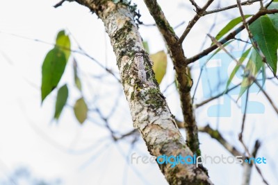 Mantis Camouflaged On Tree Branches Stock Photo