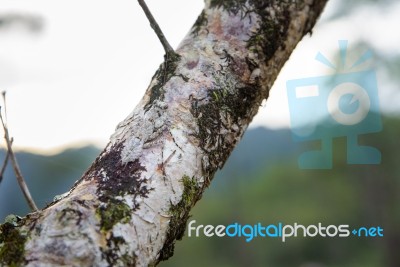 Mantis Camouflaged On Tree Branches Stock Photo