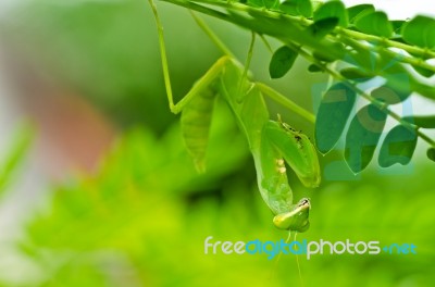 Mantis In Green Nature Stock Photo