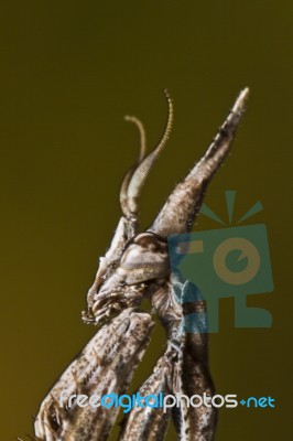 Mantis Palo (empusa Pennata) Stock Photo