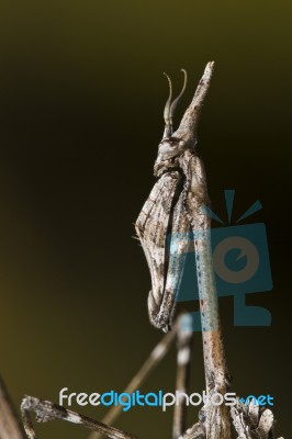 Mantis Palo (empusa Pennata) Stock Photo