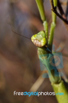 Mantis Religiosa Stock Photo