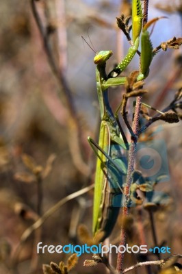 Mantis Religiosa Stock Photo