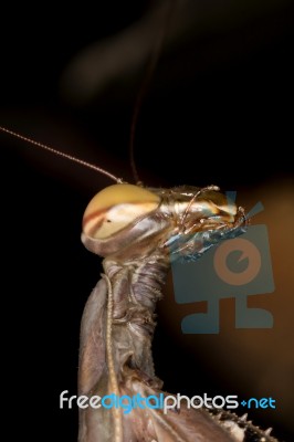 Mantis Religiosa Stock Photo