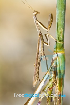 Mantis Religiosa Stock Photo