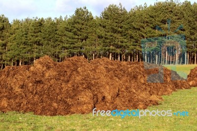 Manure Stock Photo