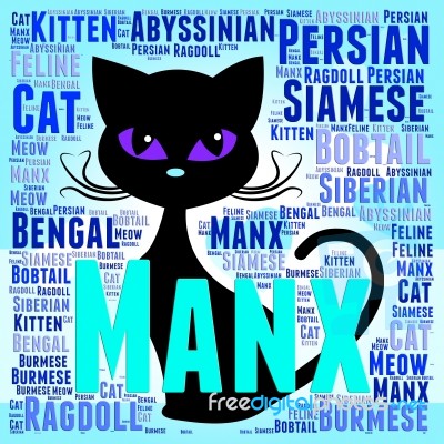 Manx Cat Represents Breeds Pets And Pedigree Stock Image