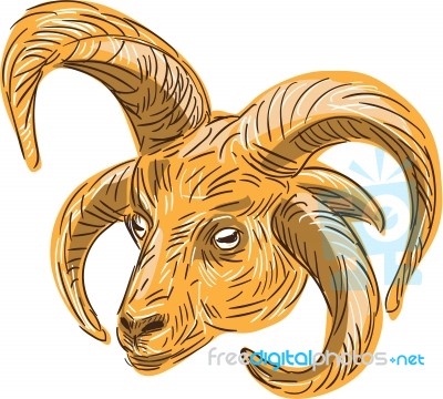 Manx Loaghtan Head Drawing Stock Image