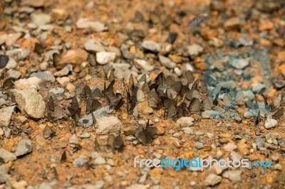 Many Brown Butterflyon The Ground Stock Photo