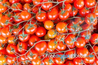 Many Bunches Of Red Vine Tomatoes Stock Photo