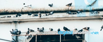 Many Dove On The Roof Stock Photo