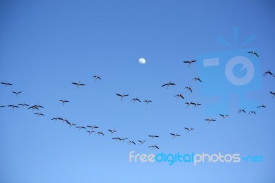 Many Flamingos On The Sky Stock Photo