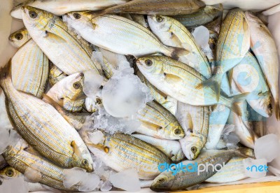 Many Small Caught Dead Fish With Ice On Market Stock Photo