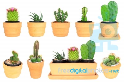 Many Type Of Cactus ( Isolated Background ) Stock Photo