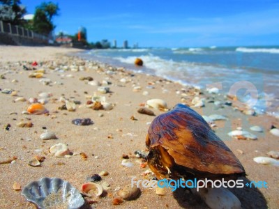 Many Type Of Shells On The Beach In Thailand With Sea Wave Stock Photo