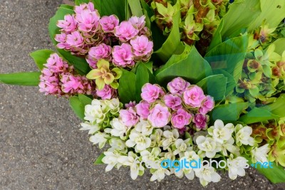 Many Types Of Flowers For Sale Along The Way Stock Photo