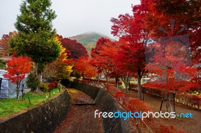 Maple Corridor At Autumn In Kawaguchiko Stock Photo