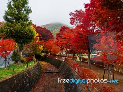 Maple Corridor At Autumn In Kawaguchiko Stock Photo