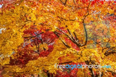 Maple In Autumn In Korea Stock Photo