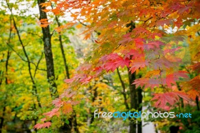 Maple In Autumn In Korea Stock Photo