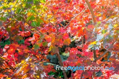 Maple In Autumn In Korea Stock Photo