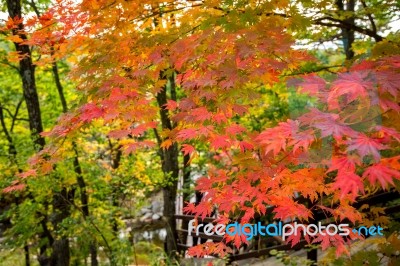 Maple In Autumn In Korea Stock Photo