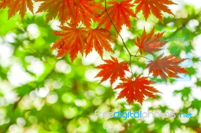 Maple In Autumn In Korea Stock Photo