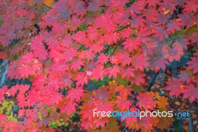 Maple In Autumn In Korea Stock Photo