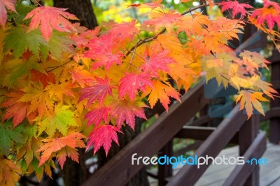 Maple In Autumn In Korea Stock Photo