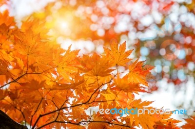 Maple In Autumn In Korea Stock Photo