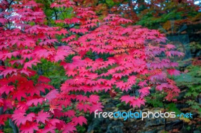 Maple In Autumn In Korea Stock Photo