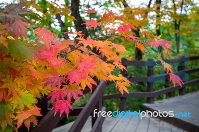 Maple In Autumn In Korea Stock Photo