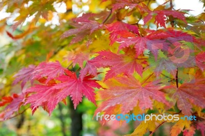 Maple In Autumn In Korea Stock Photo