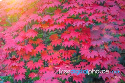 Maple In Autumn In Korea Stock Photo