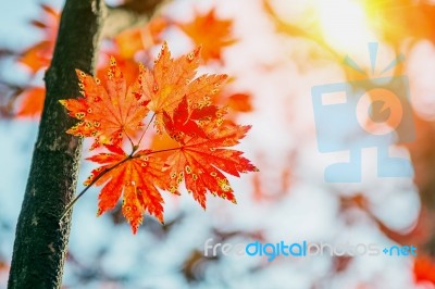 Maple In Autumn In Korea Stock Photo