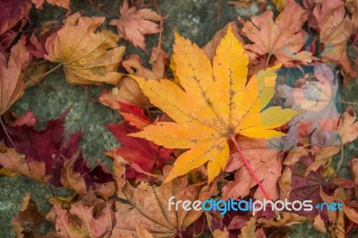 Maple In Autumn In Korea Stock Photo