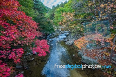 Maple In Autumn In Korea Stock Photo