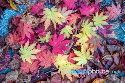 Maple In Autumn In Korea Stock Photo