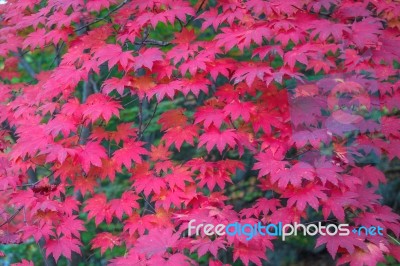 Maple In Autumn In Korea Stock Photo