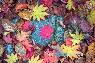 Maple In Autumn In Korea Stock Photo