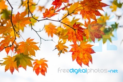 Maple In Autumn In Korea Stock Photo