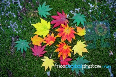 Maple In Autumn In Korea Stock Photo