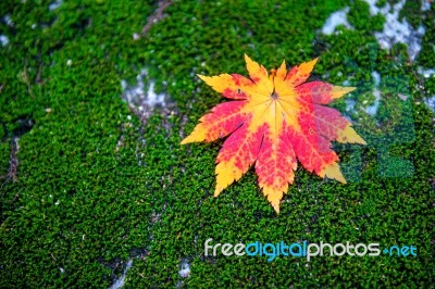 Maple In Autumn In Korea Stock Photo