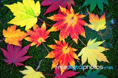 Maple In Autumn In Korea Stock Photo